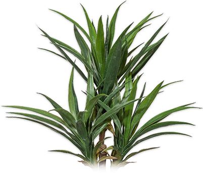 Yucca